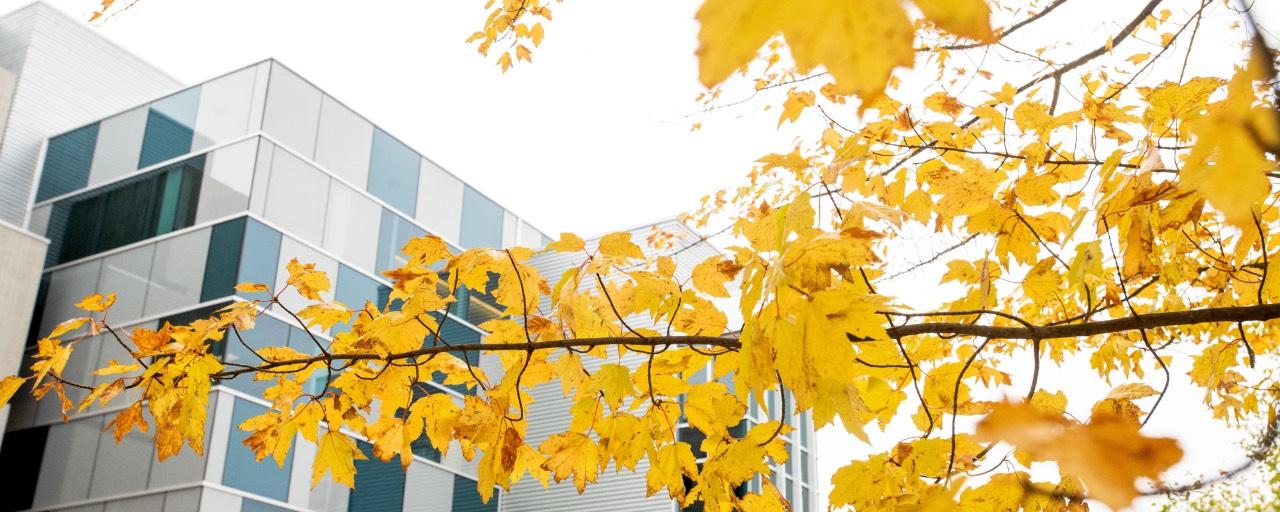 Fall Tree in Front of Zumberge Hall